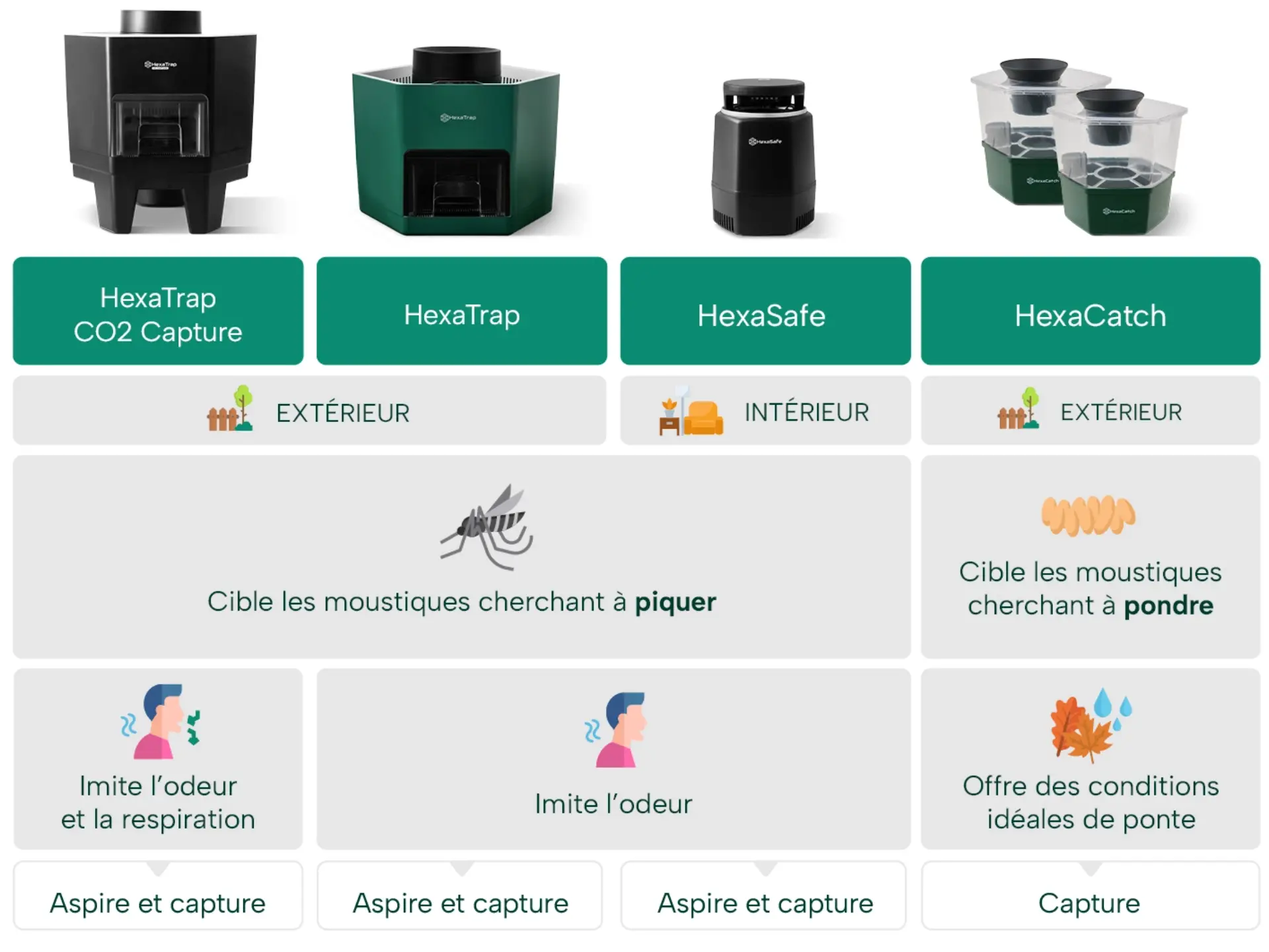 Image Hexatrap biologie