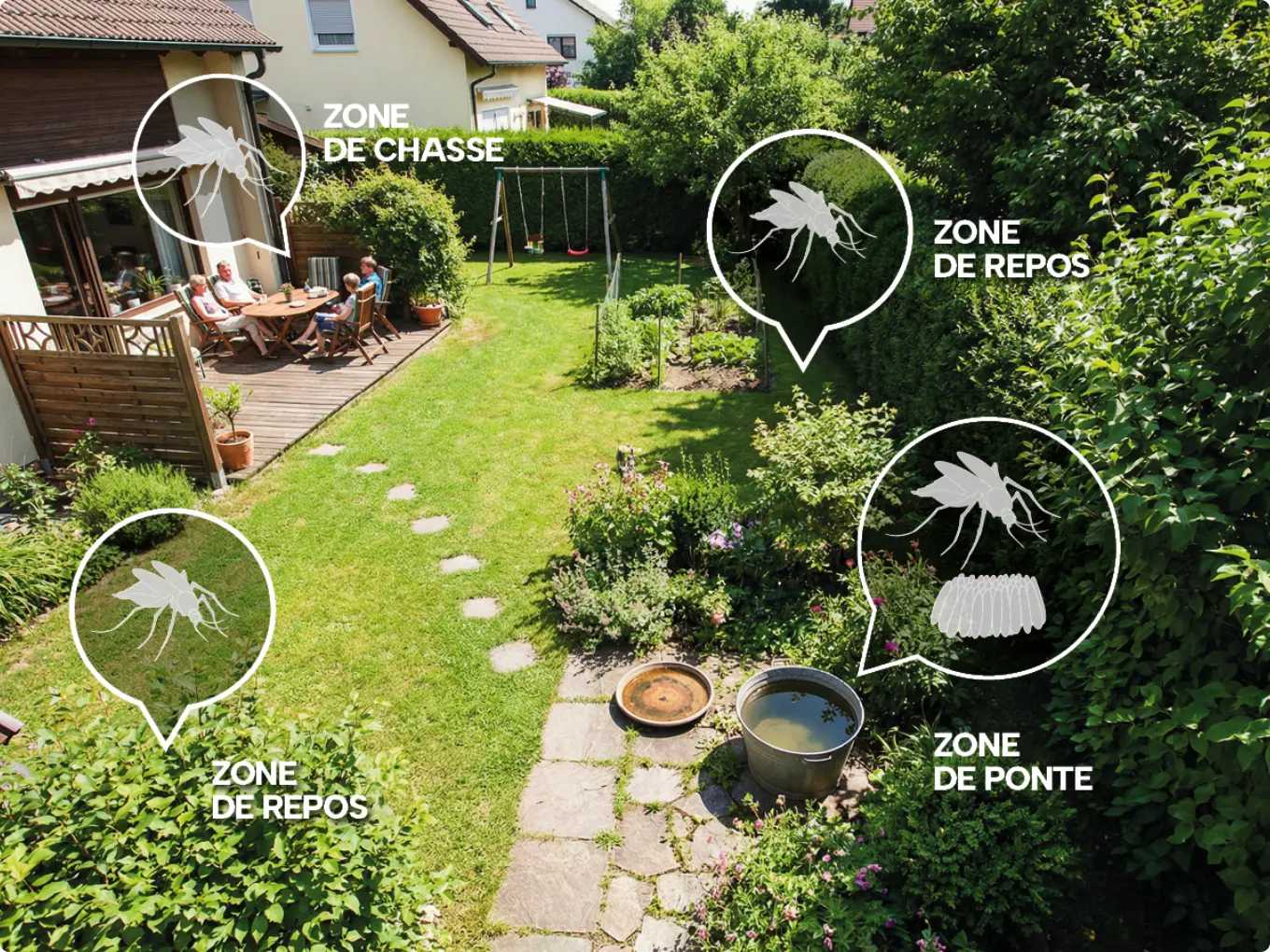 Image Mosquito habitation