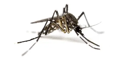 Image Hexatrap insecte